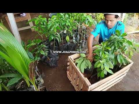 Kualitas Terjamin! Bibit Alpukat Siger Terbaik (Proses Packing)