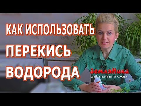 видео: Рассада и перекись водорода. Как правильно использовать перекись водорода для рассады.