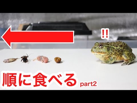 カエルに色々な餌を順番にあげてみた結果 可愛すぎた Part2 Youtube