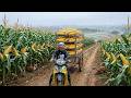 Harvest Corn To Sell At Market & Make Fried Corn Cakes – Pick Vegetables For Poultry Feed – Farming