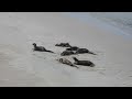 Asian small-clawed otters in the Andaman sea.