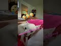 Dog compilation #DogLovers #CuteDogs #PuppyLove #DoggyVibes #FurryFriends
