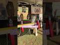 フクロウ何羽いるの？ライブ ハイライト #owl #フクロウ 5/2