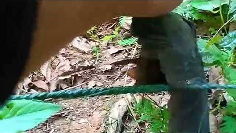 Peb cov txiv tub mus cuab qaib dej tuaj zoo tiag tiag nawb