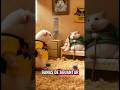 Opaquito y sus amigos capitulo 1 vida de padre e hijo hamster #comedy #humor #opaquitoysusamigos