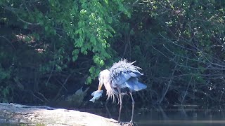 Great Blue Heron swallows a pan fish!