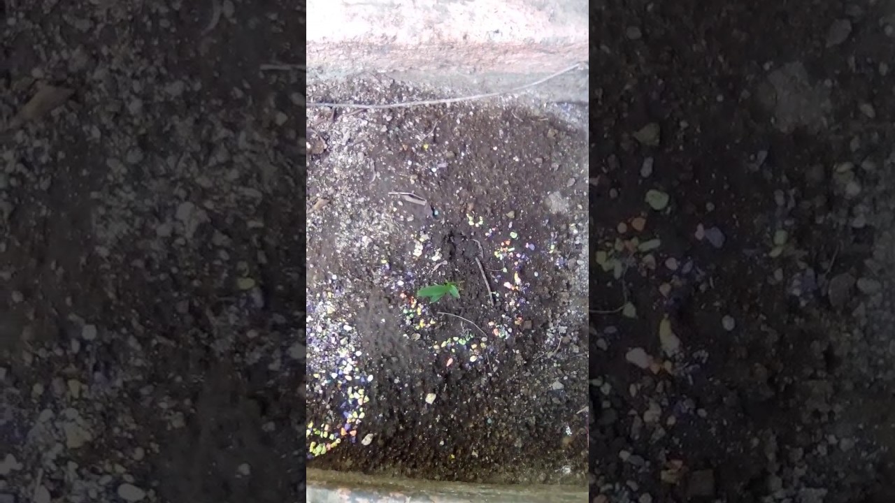 Como nutrir tus plantas practicus kabbalah