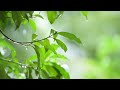 🌧️ 6 Hours of Gentle Rain Sounds for Deep Sleep & Relaxation 🌙