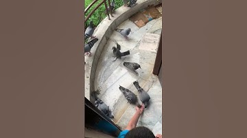 Feeding Pigeons, Hydrabad, Surah Maun, سورة الماعون.القران