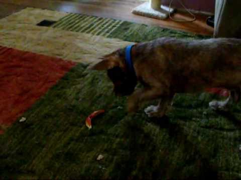 puppy paradise Puppy vs. Crab Claw