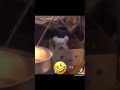 Don't click the sound😰#camera #comedy #dog #dance