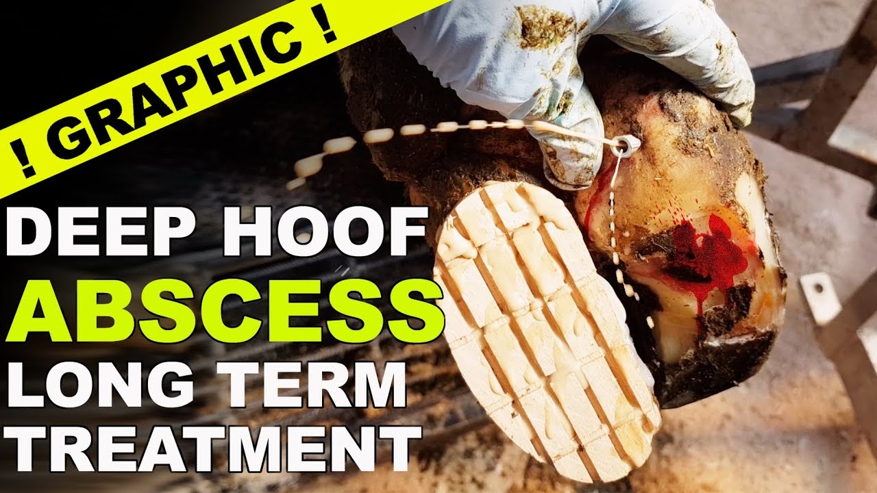 hoof ABSCESS SPRAYS out The Hoof GP YouTube