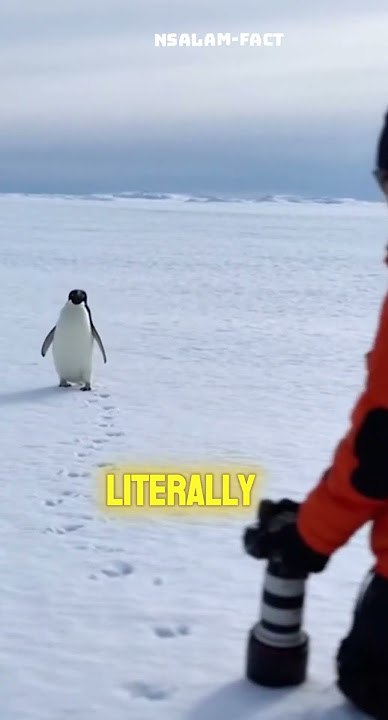 What Happens If You Touch a Penguin 😳 #funfacts #facts #shortvideo