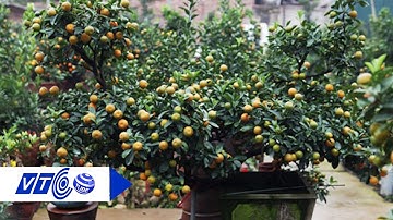 Độc đáo quất bonsai hình gà chưng Tết | VTC
