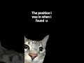 #cats #fypシ