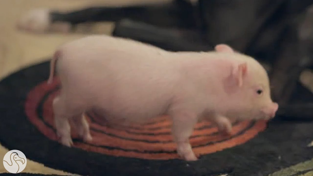 the truth about teacup pigs youtube