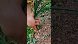 Fresh Garlic harvesting techniques #farmingtips #gardeningtips