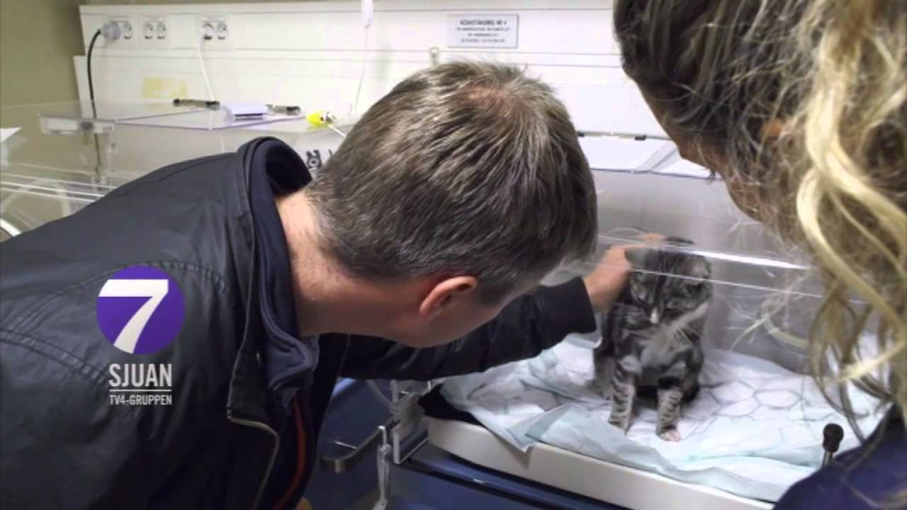 Trailer: SOS Djur (Sjuan)