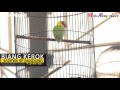 Pakan Burung Lovebird Sadewa