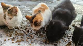 Street Cats Enjoy Winter Feasting Amidst the Chill!