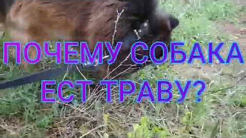 Почему собаки едят траву ? Разгадка этой тайны в конце видео.