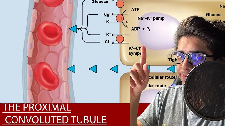 Physiology: Proximal Convoluted Tubule (PCT) EXPLANATION [Renal/Kidney/Nephron Physiology]