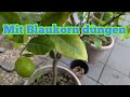 Zitronenbaum mit Blaukorn dngen