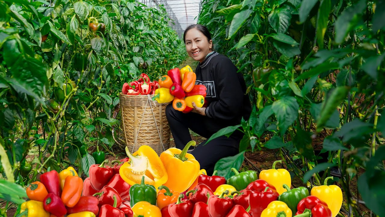 Harvest season is very busy - Harvest OT CHUONG BELL PEPPER goes to the ...