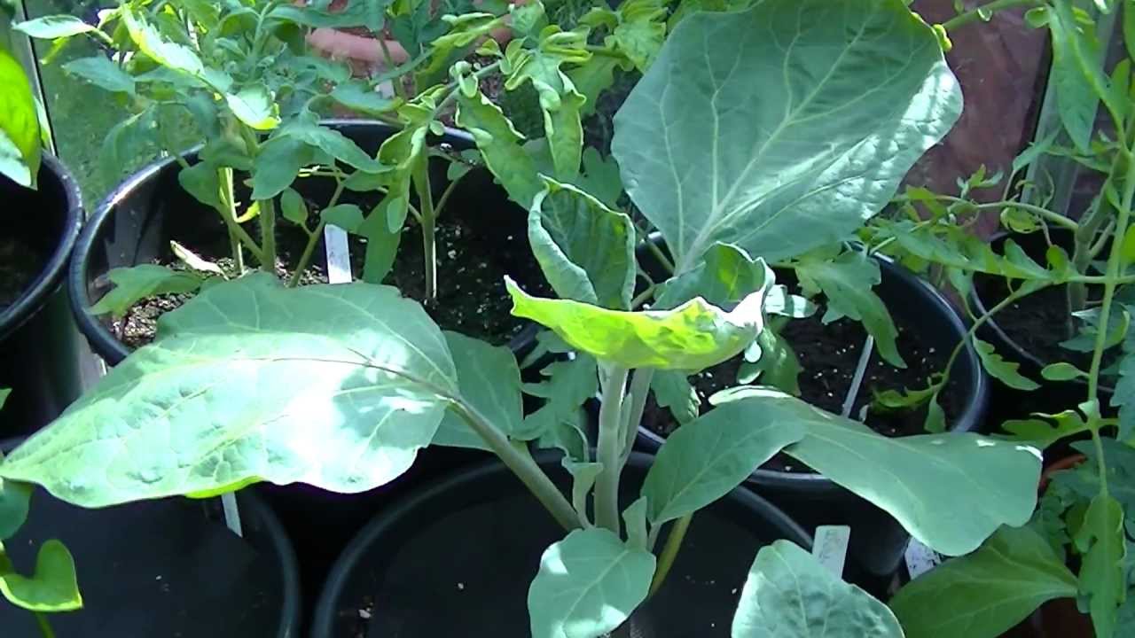 El Cultivo De Las Especias Y Plantas Aromticas Botanical El Cultivo De Las Especias Y Plantas Aromticas Botanical