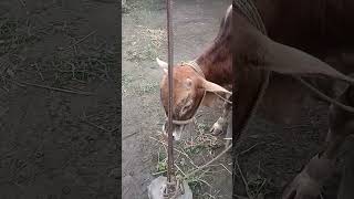 dhoka # kaya gai hai #balbudhi ##gobar #gai #garu