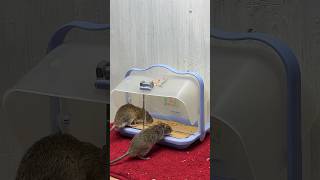 Best Mouse Trap Idea/Good Rat Trap At Home #Rattrap #Mousetrap #Rat