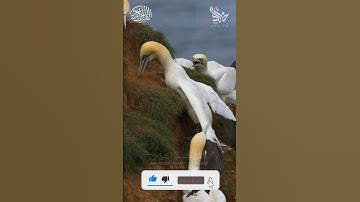 سورة الفيل | خالد الناصر #القرآن_الكريم #ترند #اكسبلور #duot  #tiktok #fay #viralvideos