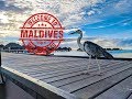 Amazing Maldives Vacation 2018
