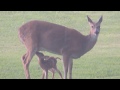 Yyfilms nature show doe and fawn in the rain