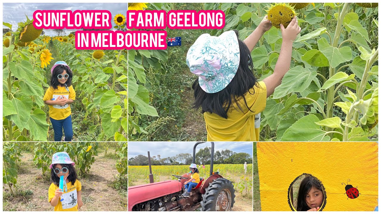 Sunflower 🌻 Farm Geelong In Melbourne 🇦🇺 Familyvlog2024Bunita’slifestyle YouTube