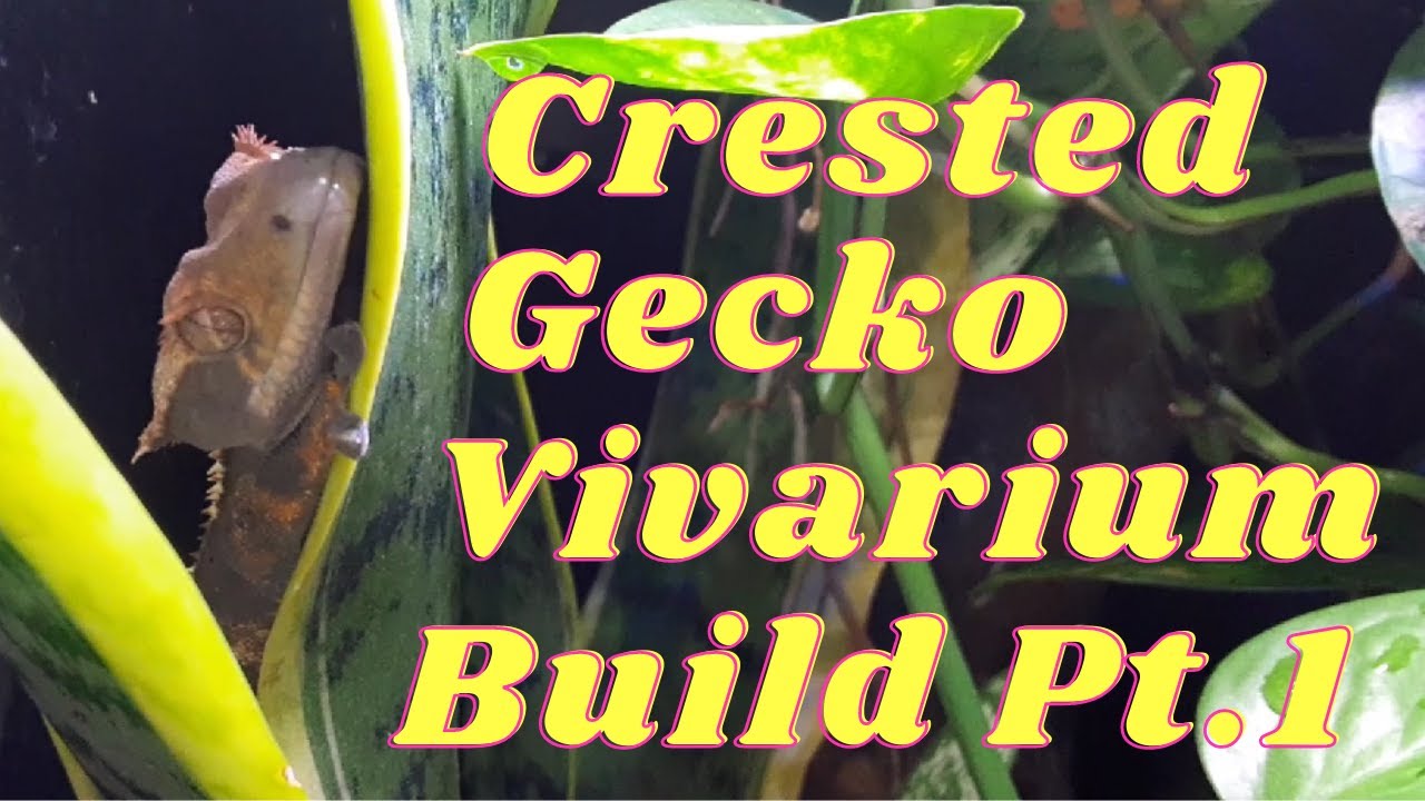 How to convert an aquarium into a terrarium / crested gecko vivarium