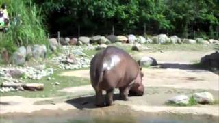 Hippo Butt Explosion!! Chocolate Rain version