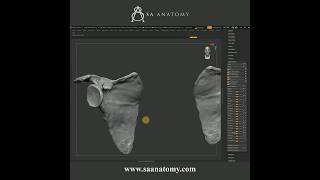 Enhancing Details In ZBrush - Human Scapula Bone #Short Enhancing Details In ZBrush - Human Scapula Bone #Short