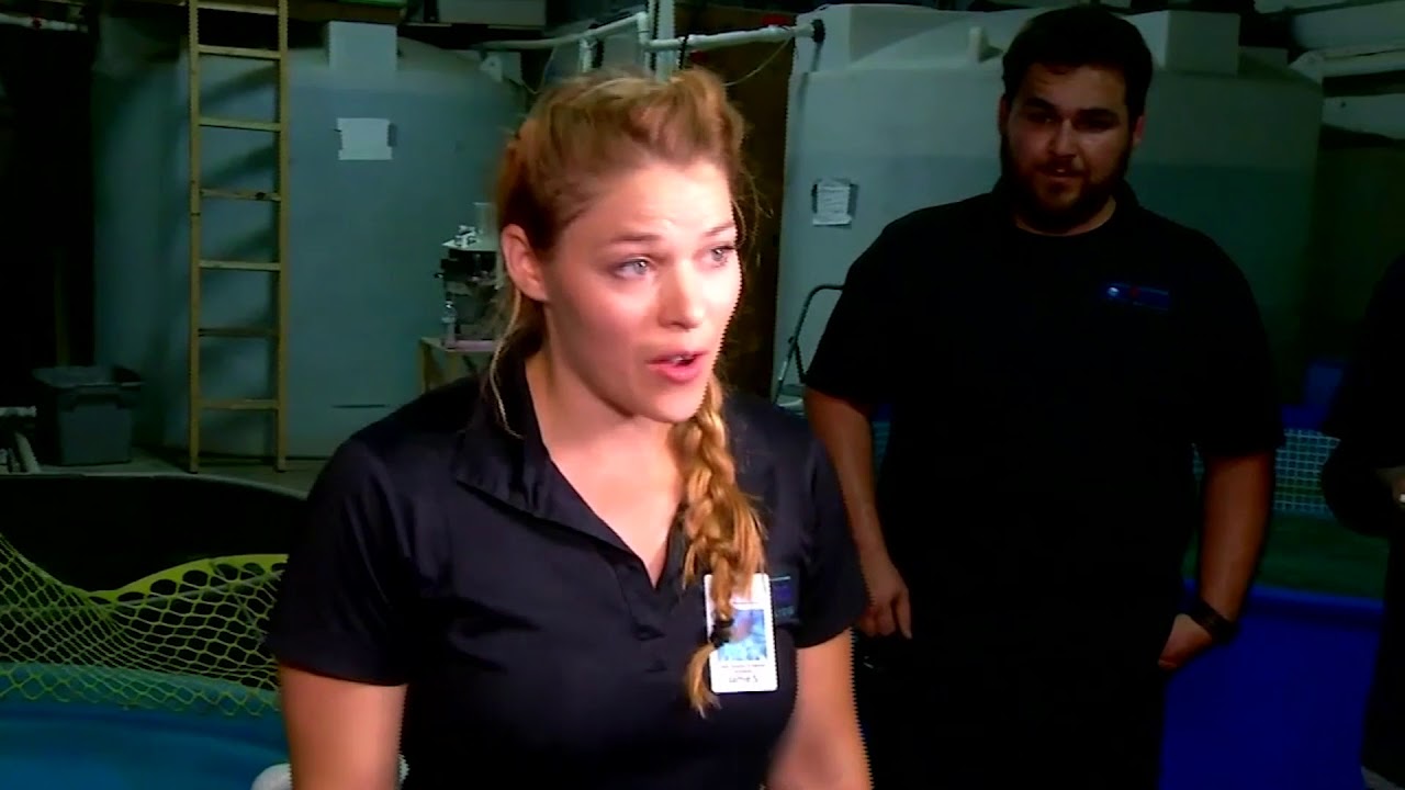 Stolen Shark Returned San Antonio Aquarium Reacts YouTube