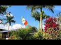Ботанический сад Пуэрто Вальярта. Природные орхидеи Мексики энциклия, онцидиум , орхидея ваниль и др