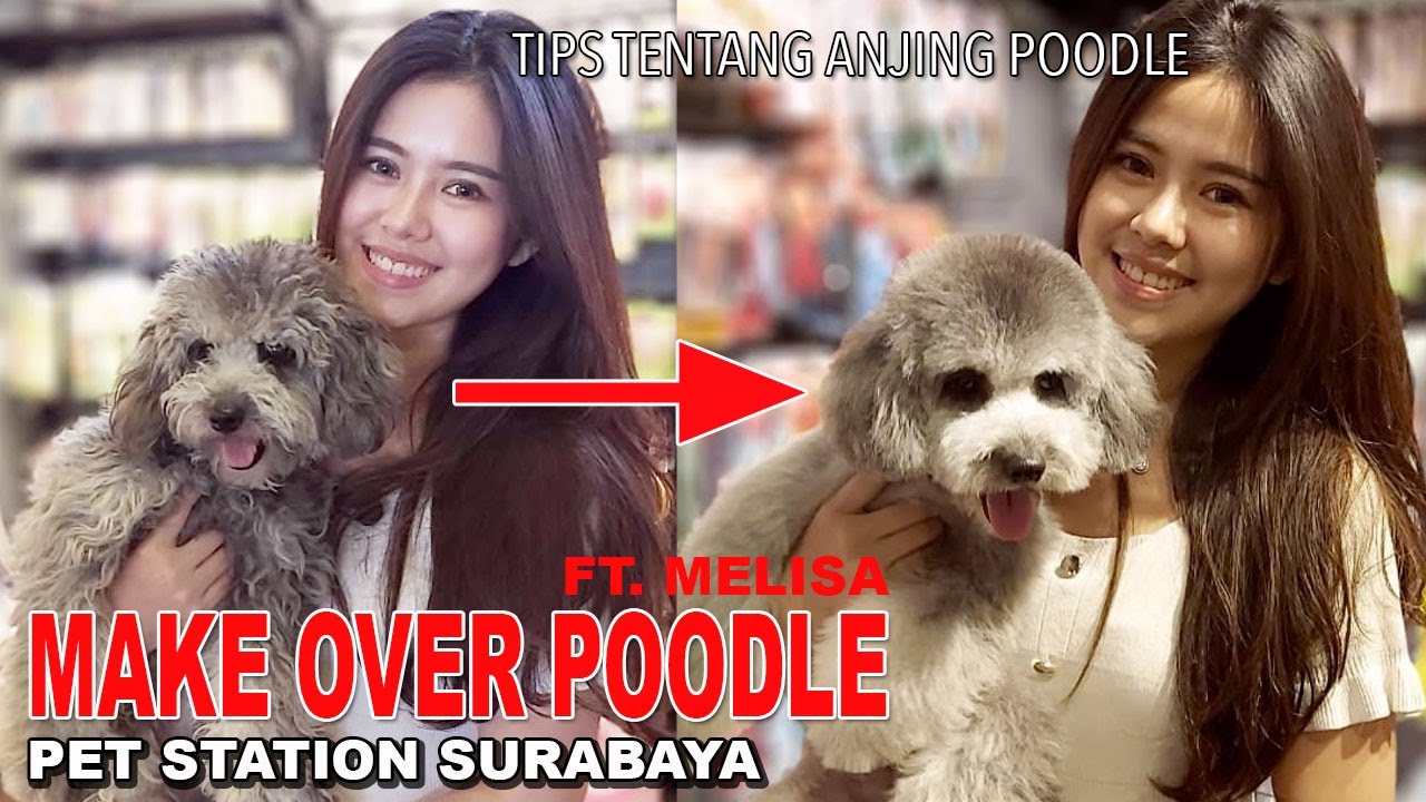 harga anjing poodle toy