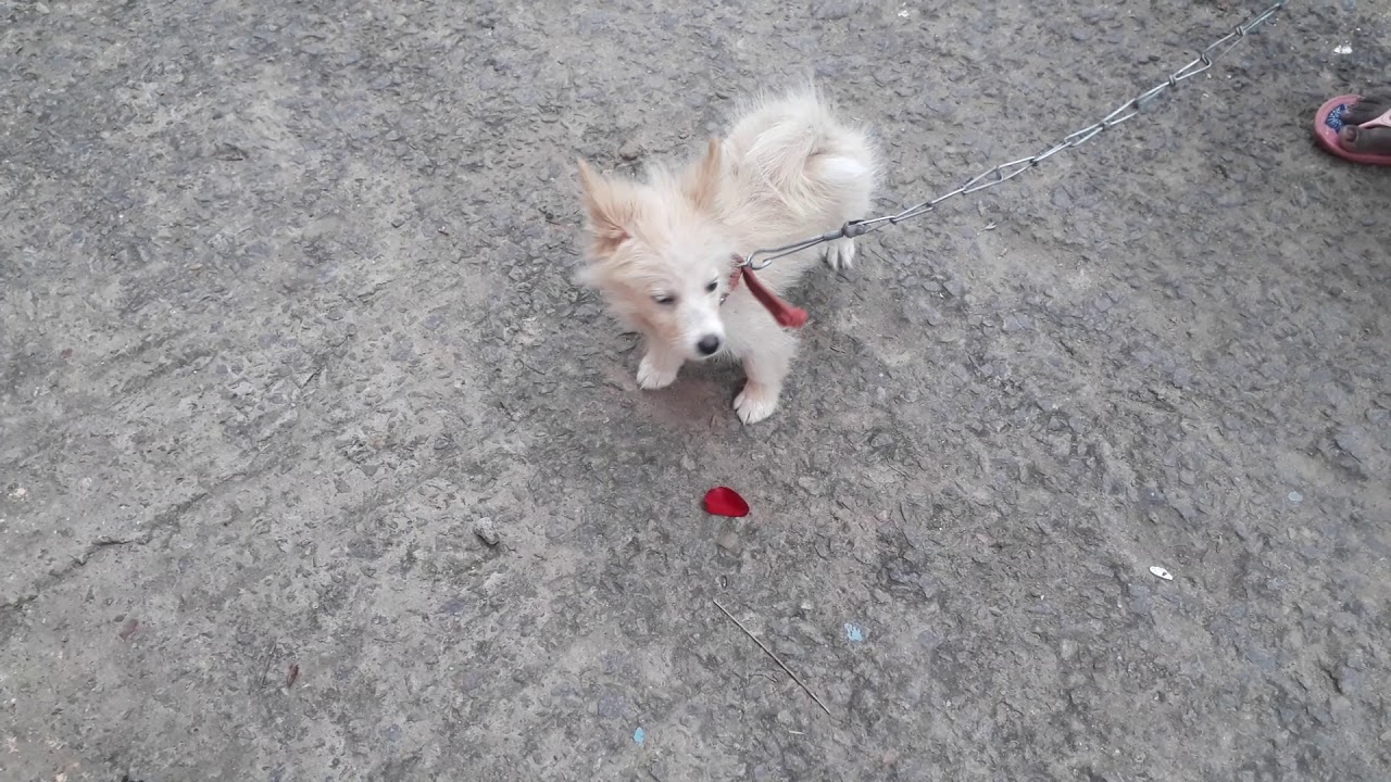 BJ PETS WORLD YouTube