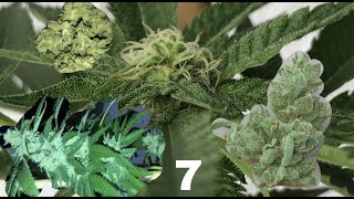 Weed Plant Life Cycle: From Plant to Bud