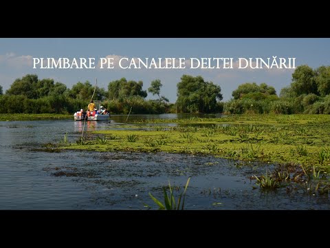 Video: Cum clasificăm biodiversitatea?