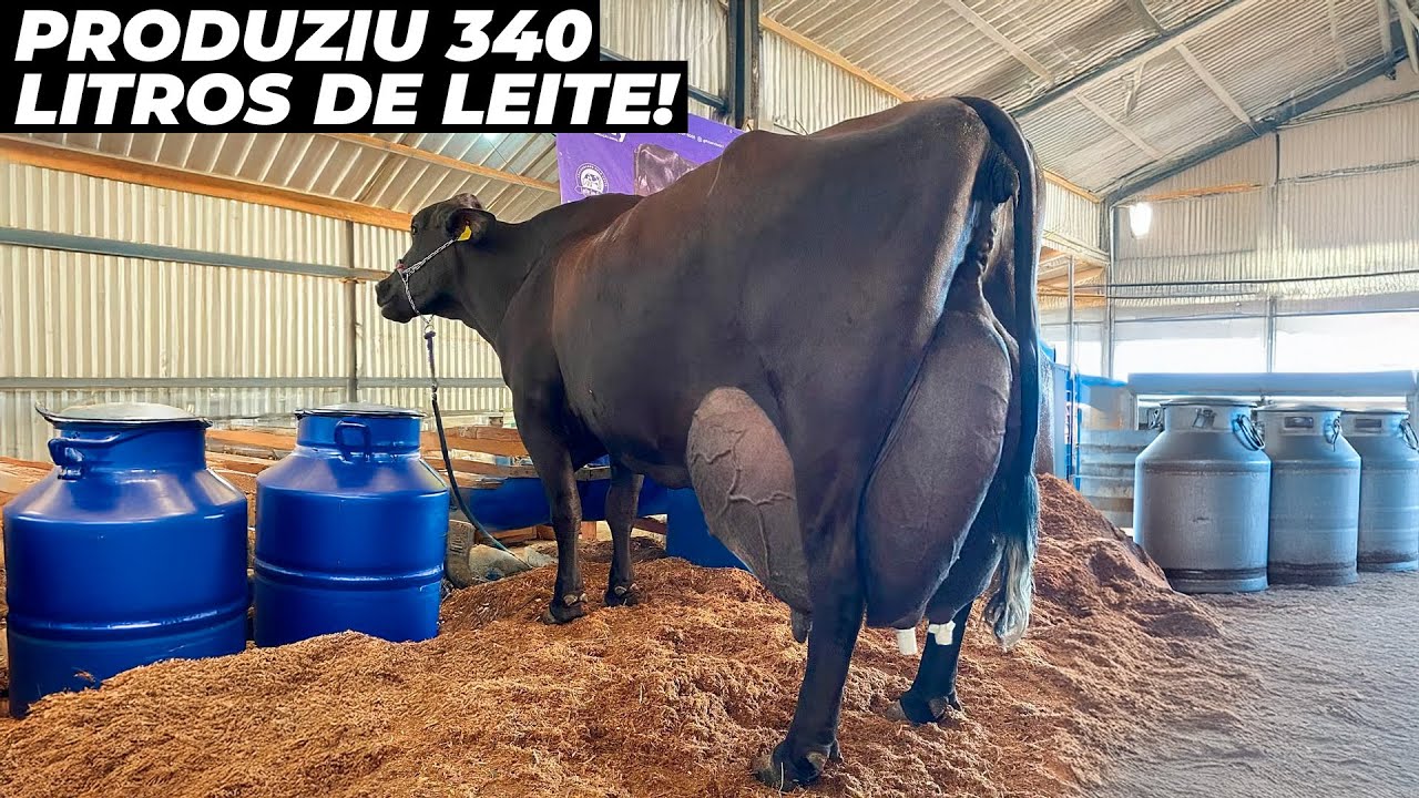 VACA BATE RECORDE AO PRODUZIR 340 LITROS DE LEITE