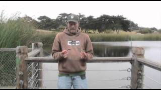 Hunting Surface Feeding Bass Tips Tricks By Central Coast Bass