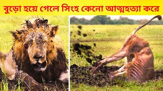 সিংহ বুড়ো হয়ে গেলে কেনো আত্মহত্যা করে ? |  last moments of lion's life by Wild Extra 65 views 1 year ago 6 minutes, 51 seconds