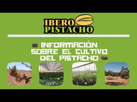 Informationen zum Pistazienanbau - IberoPistacho