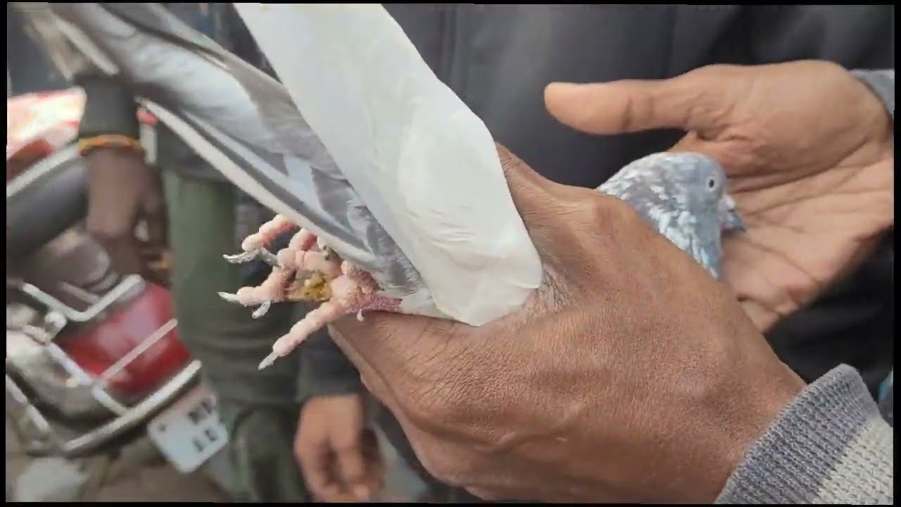 नागपुर लकड गंज कबूतर मार्केट pigeon #off #blakes #kabootarb #bracing #kabootar @santoshkaka