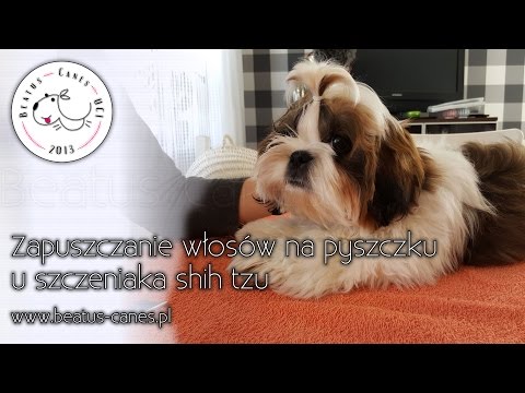 Zapuszczanie włosów na pyszczku u szczeniaka shih tzu